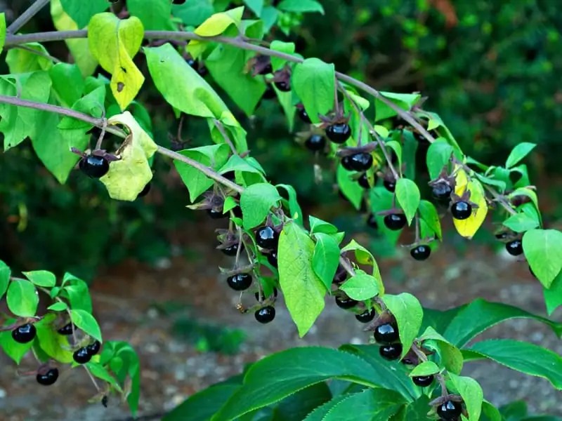 Top 10 poisonous plants that can Kill You if You Eat Them