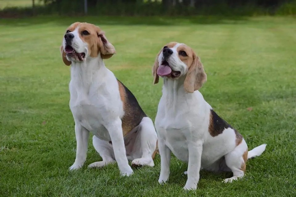 Beagle Dog Breed Information, Characteristics, Photos, Facts