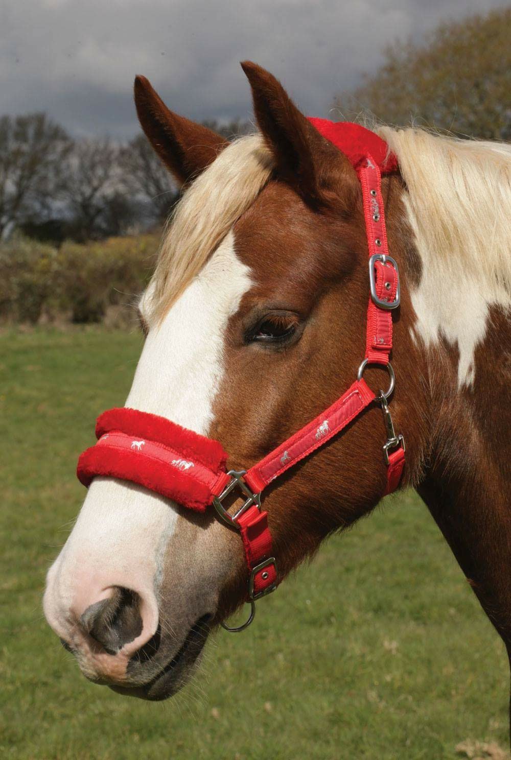 Rhinegold Padded Head Collar Elite Equestrian
