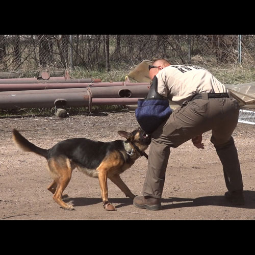 Dog Mocs Leather Dog Moccasins
