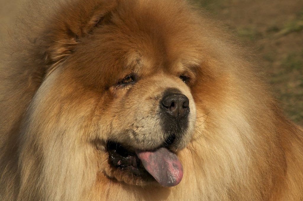 The Most Dangerous Dog Breeds in the World