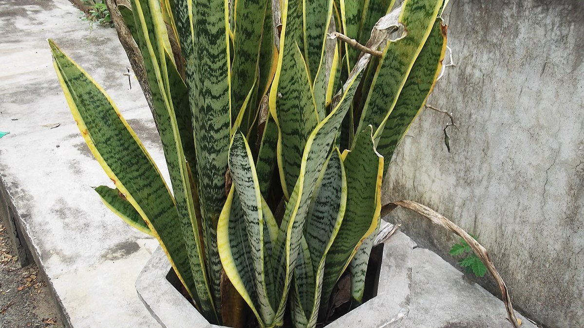 17 Plants By NASA for Clean Indoor Air Elite Readers