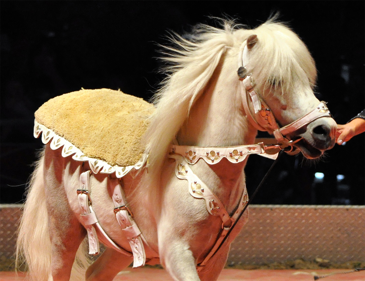 pony33.jpg?fit=1200,923&ssl=1