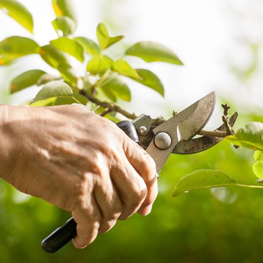 Prune a Young Tree Effectively in Just Minutes Per Year