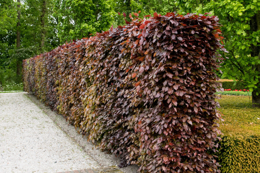 Is choosing the right hedge really that important? Elk Gardens