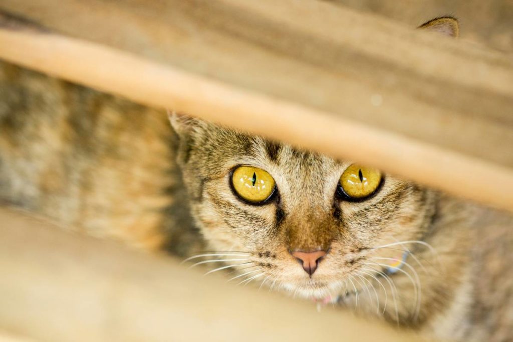 Why Cats Hide and When You Should Be Concerned ElleVet Sciences