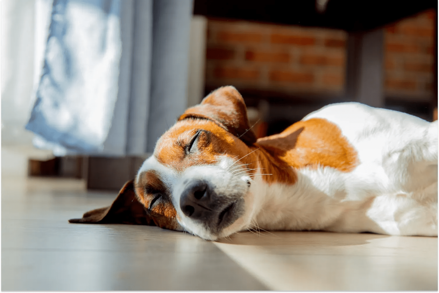 Is It Normal for Dogs to Twitch in Their Sleep? ElleVet Sciences