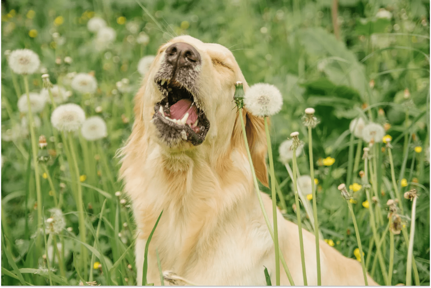 Dog Sneeze Attack Is It Normal? ElleVet Sciences