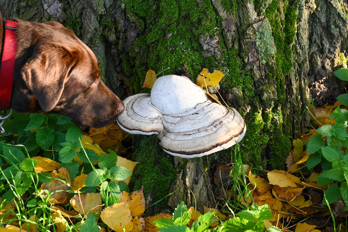Can Dogs Eat Mushrooms? ElleVet Sciences
