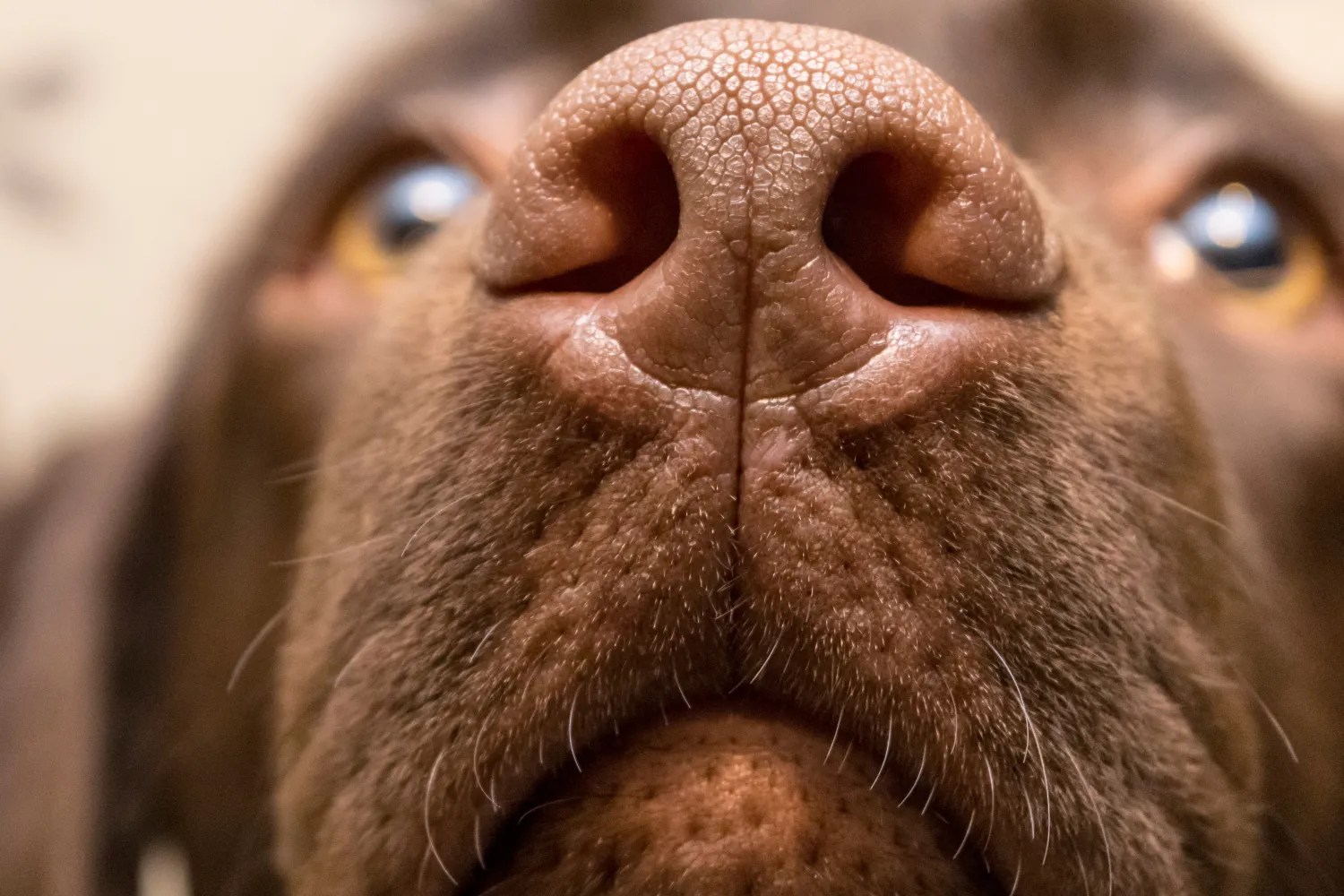 Crusty Dog Nose? How To Treat Hyperkeratosis ElleVet Sciences