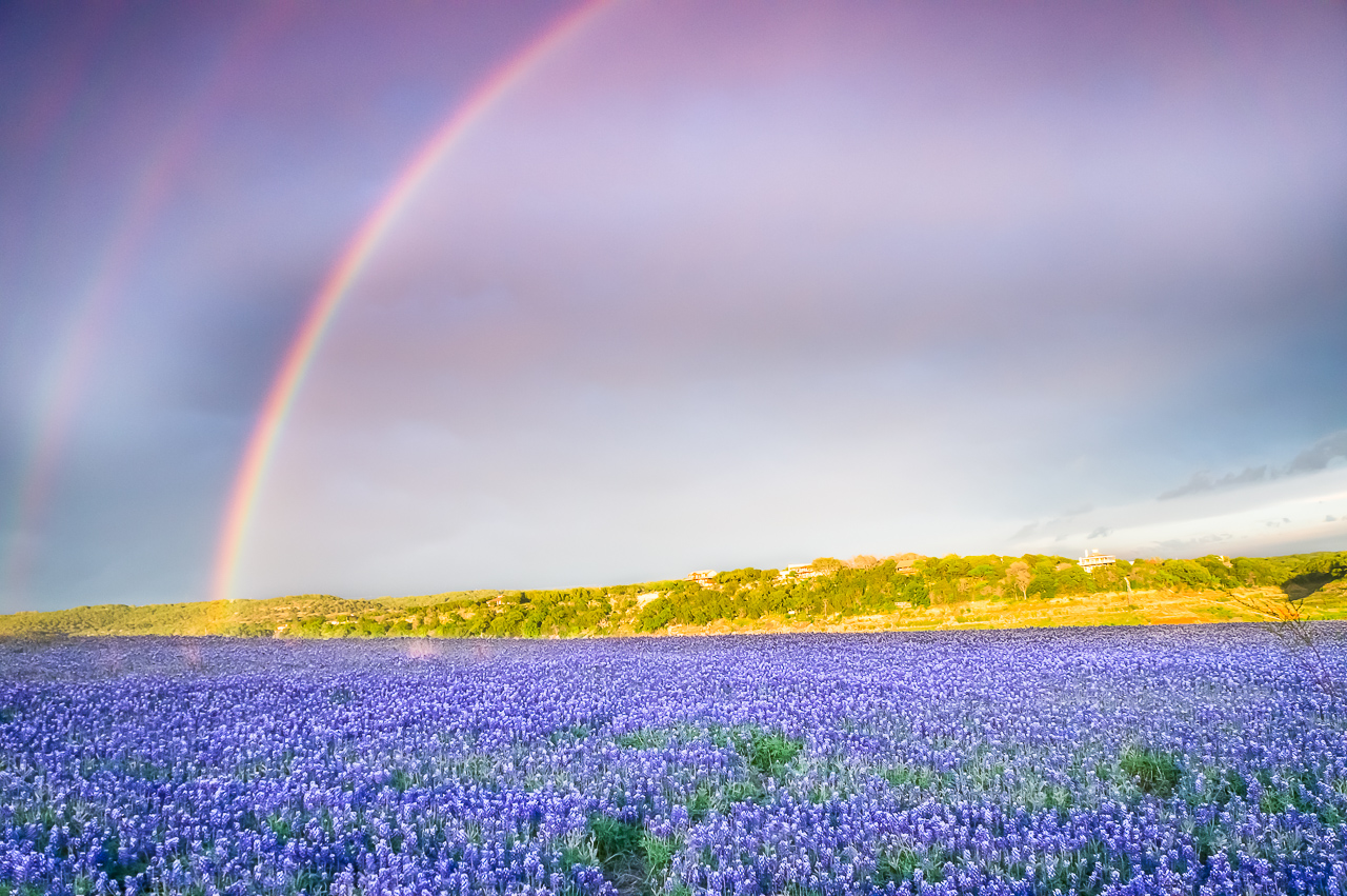 Somewhere Over The Rainbow Texas Wildflower Pictures, Photos