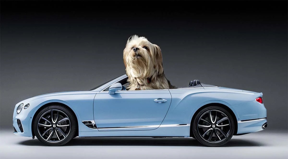 Are Dogs Allowed In Hertz Rental Cars