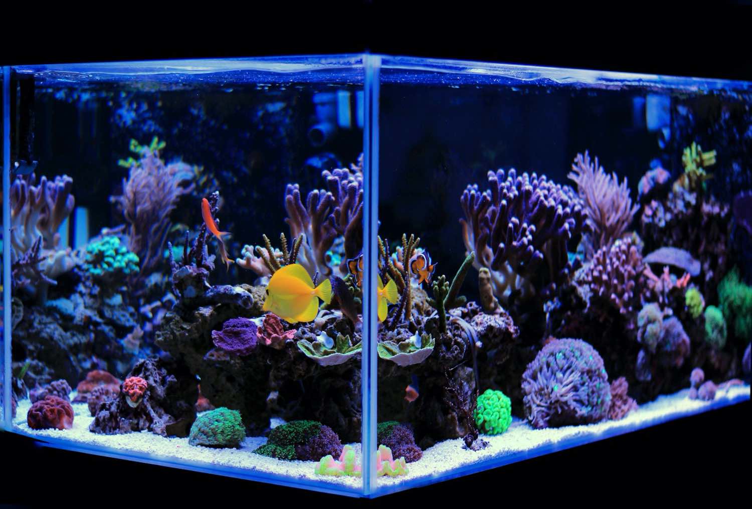 Let the Water Flow! How to Calculate Fish Tank Size to Gallons ELMENS