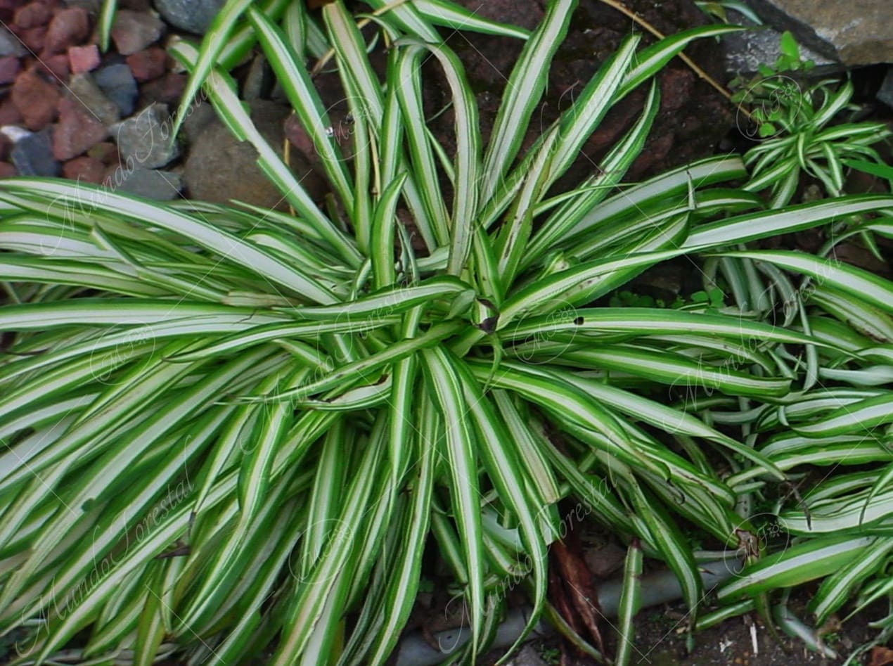 La mala madre Chlorophytum comosum ´vittatum´ MundoForestal
