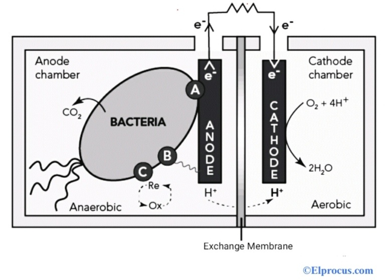 Microbial Fuel Cell : Construction, Types, Components & Its Working
