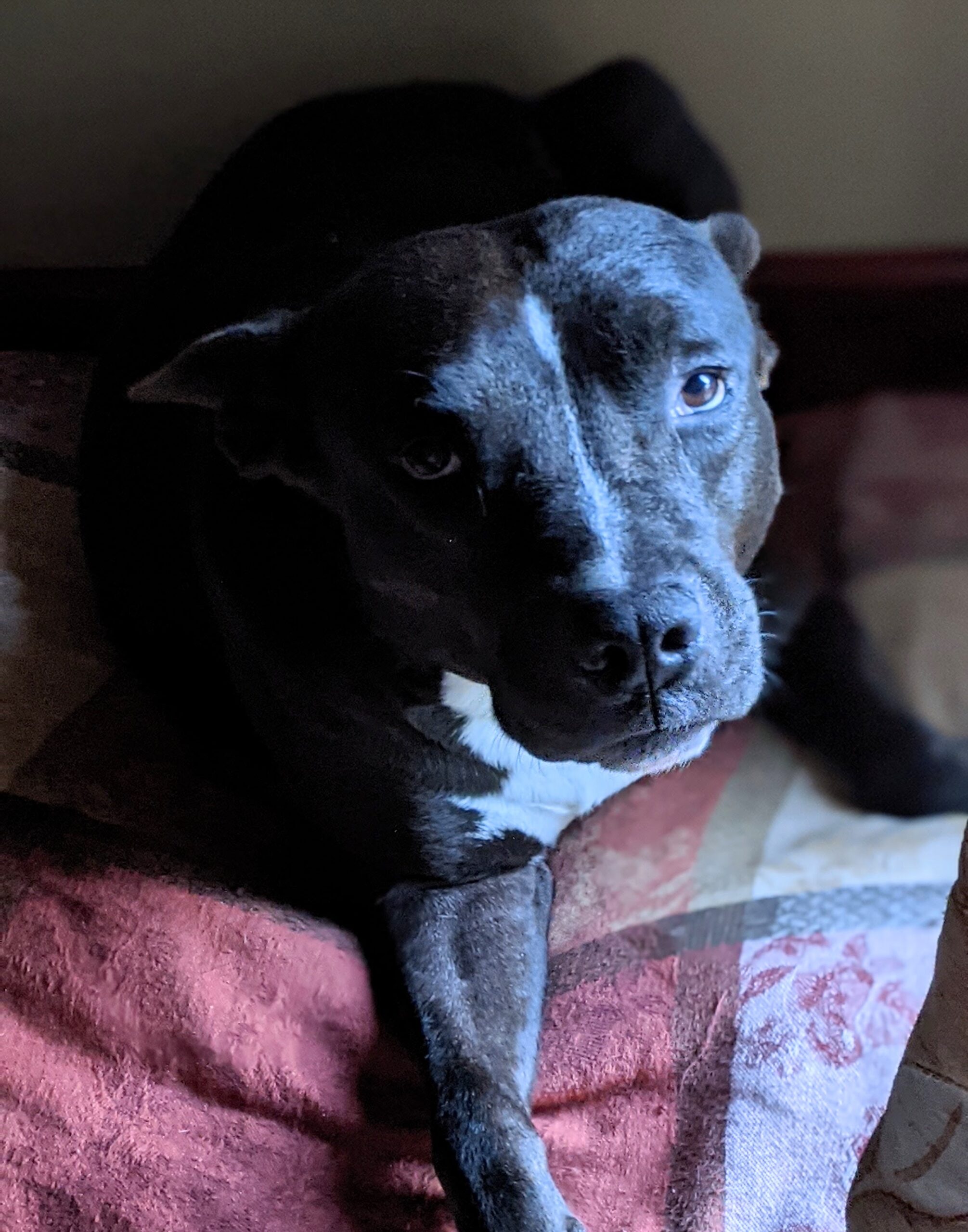 Do Neutered Dogs Have Wet Dreams