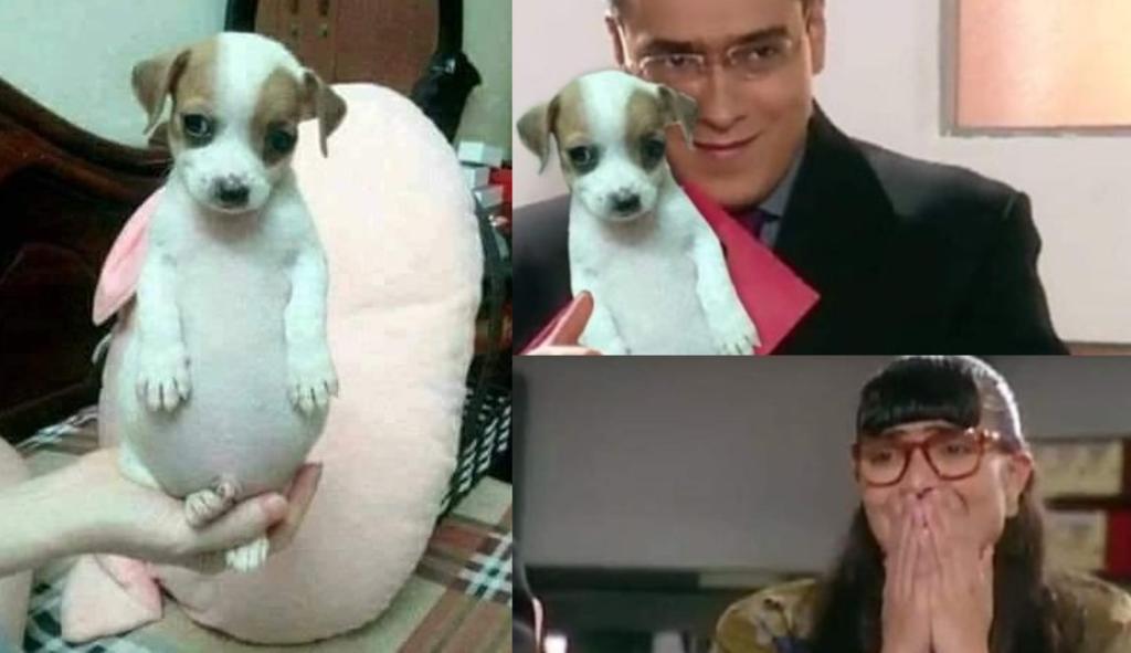 'Todo chiquito, todo panzón'; el origen del perrito que conquista en