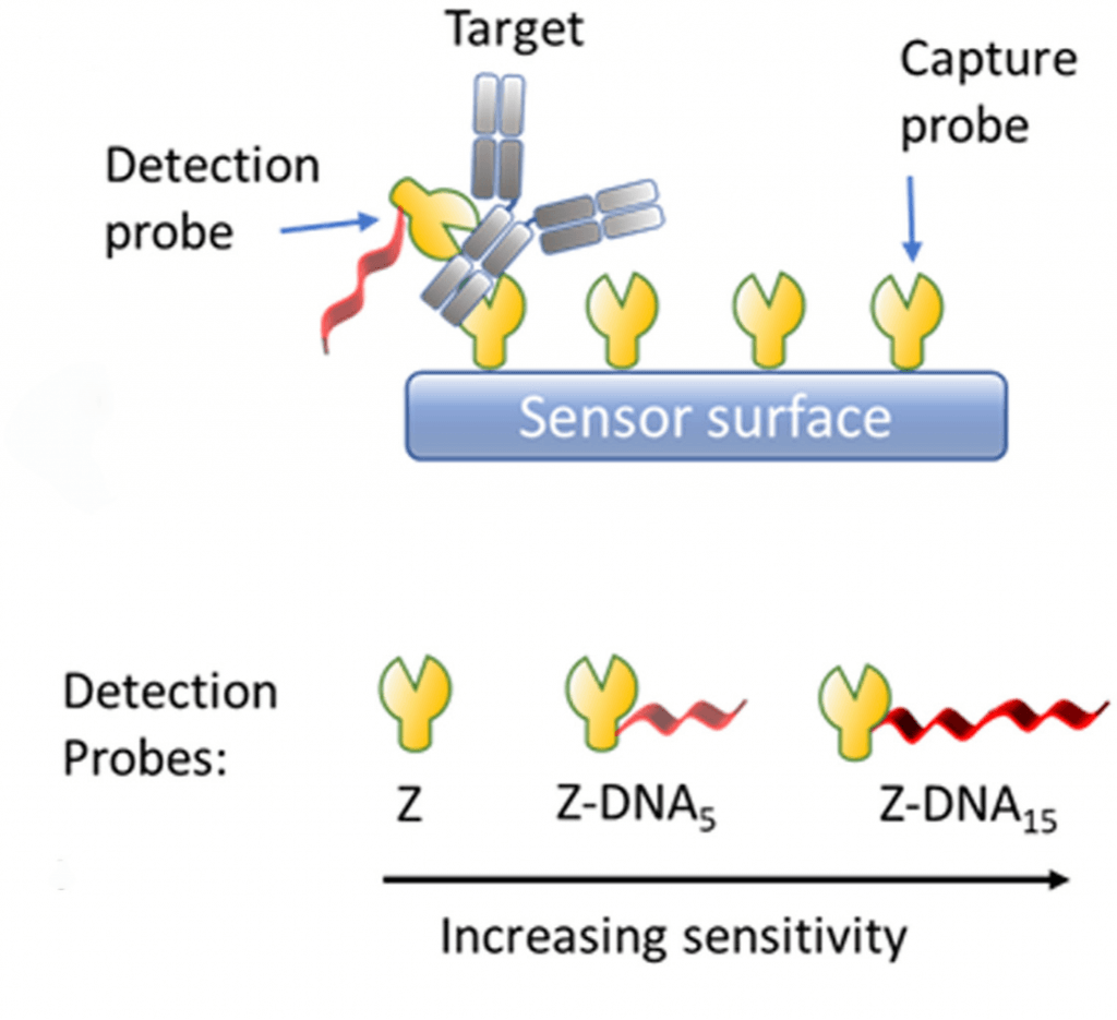 sandwich assay and DNA mediated charge amplification