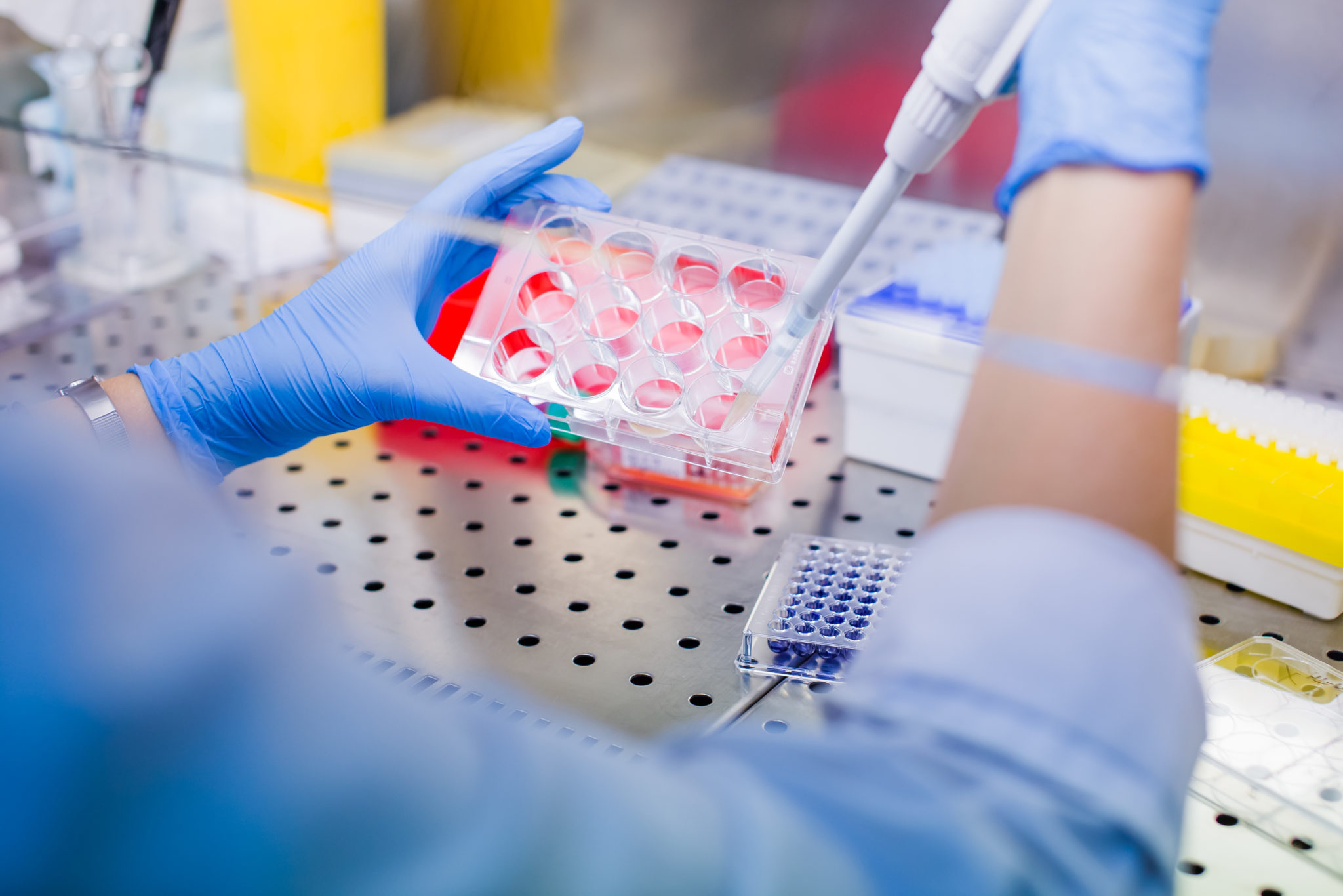 In vitro cell culture Elysia Bioscience