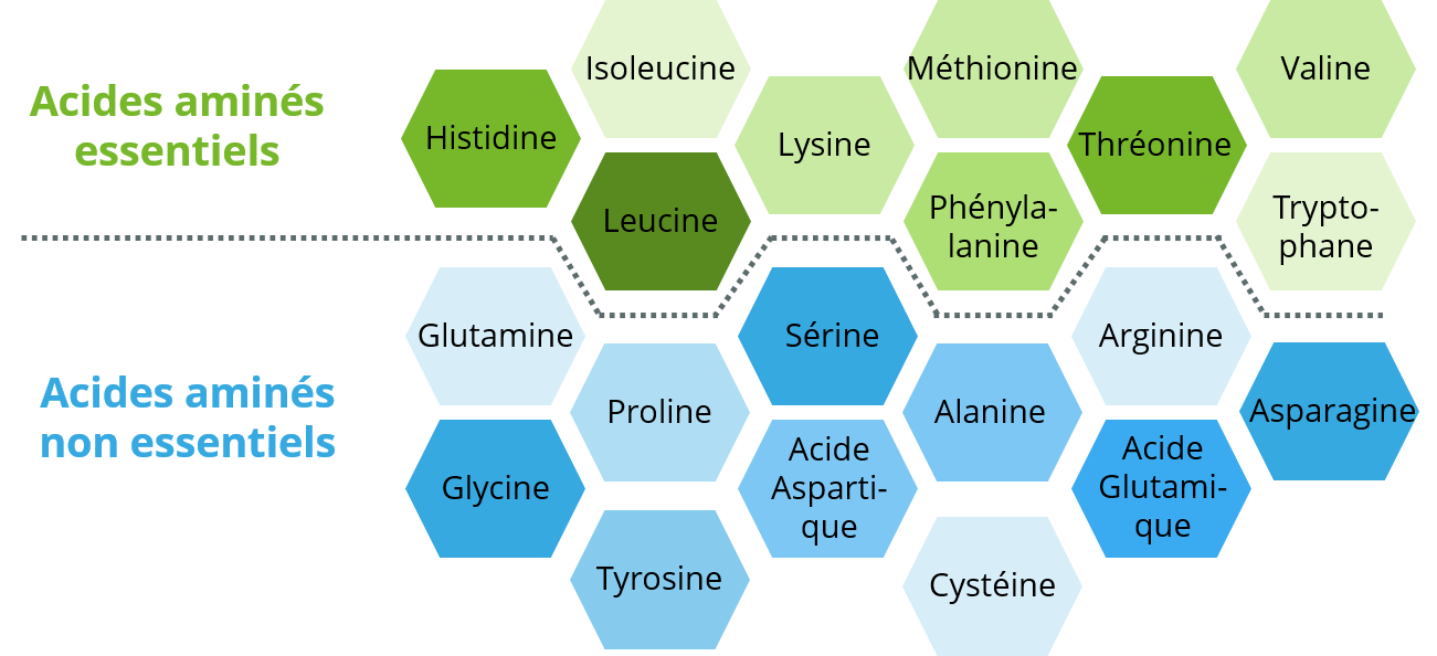 Spike, kératine, titine et hémoglobine Quel est le point commun ? (L