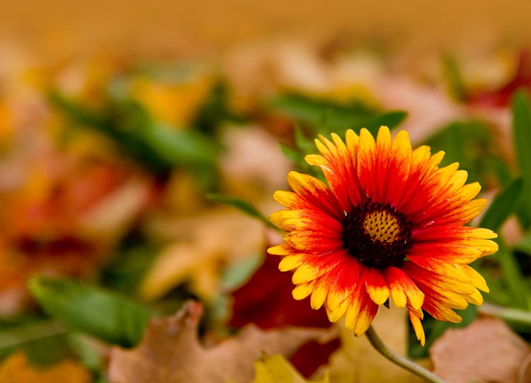 Flowers email stationery (stationary) Flower And Wishes For You