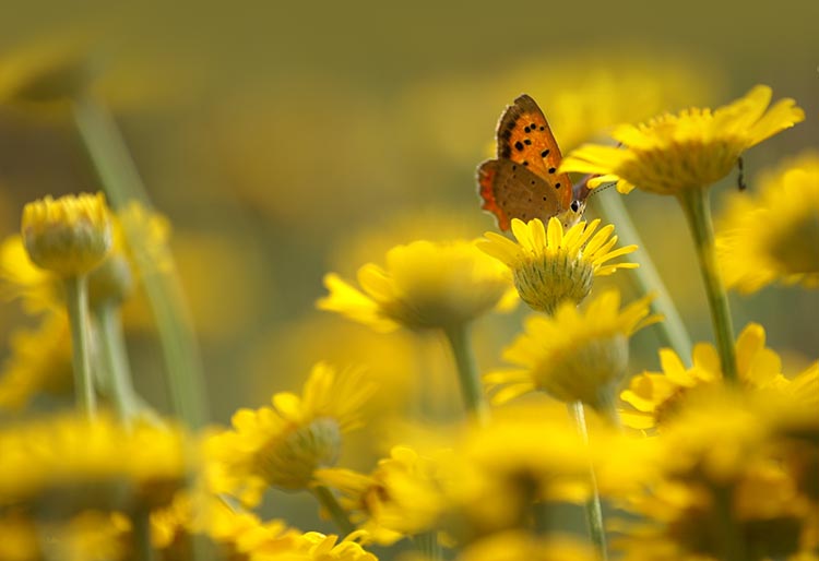 Flowers email stationery (stationary) Sweet Flower And Butterfly