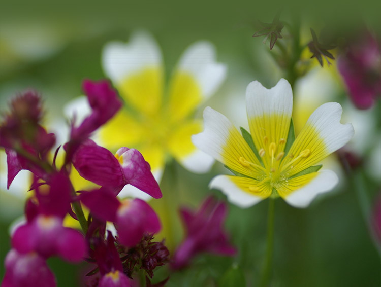 Flowers email stationery (stationary) Amazing Flowers