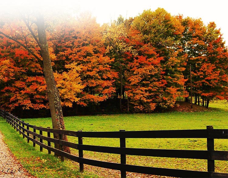 Nature email stationery (stationary) Fall Nature Fences