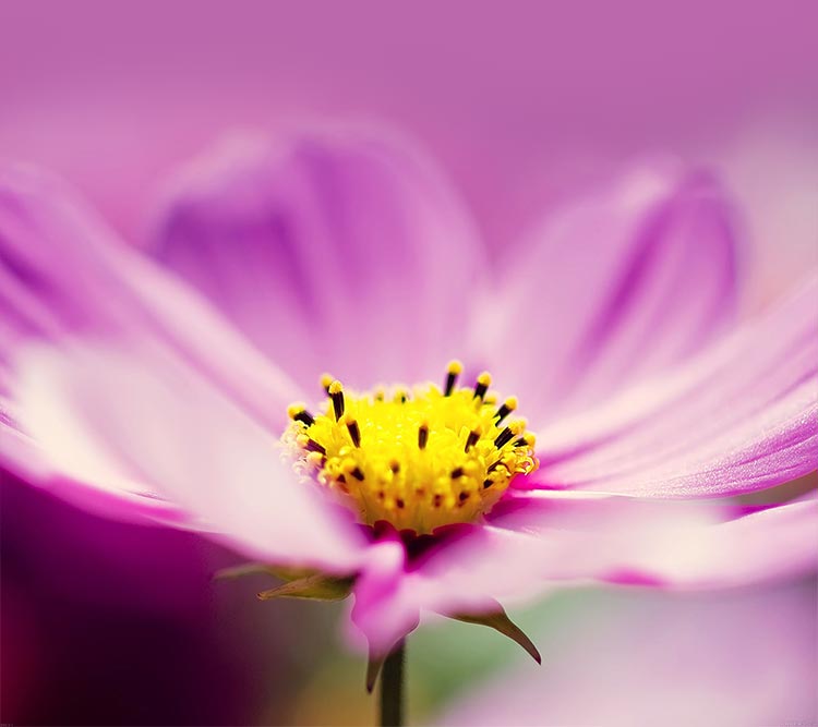 Beautiful Spring Flower Email Backgrounds ID 3930