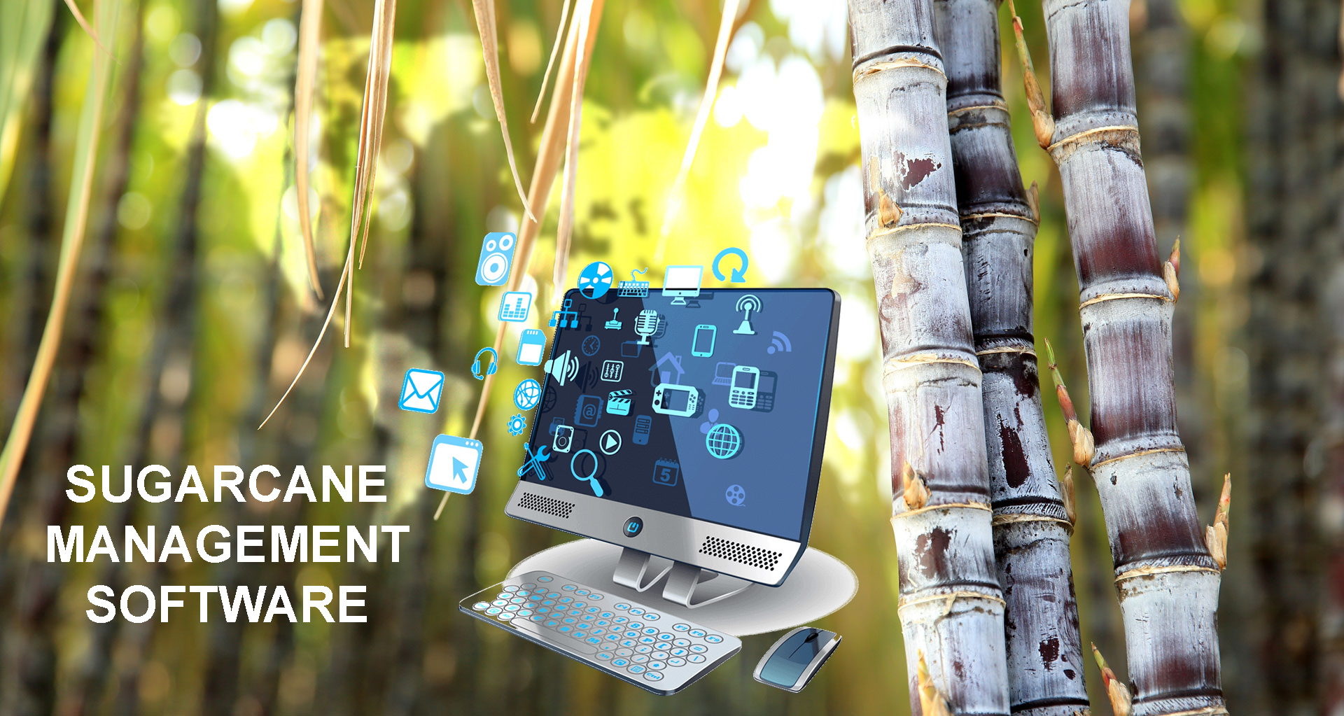 Sugarcane Management Software Embassy IT Solutions