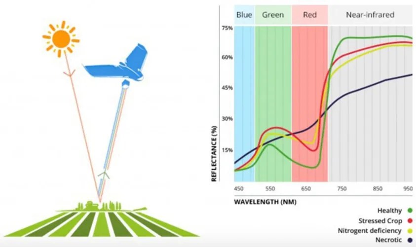 Hyperspectral imaging aids precision farming