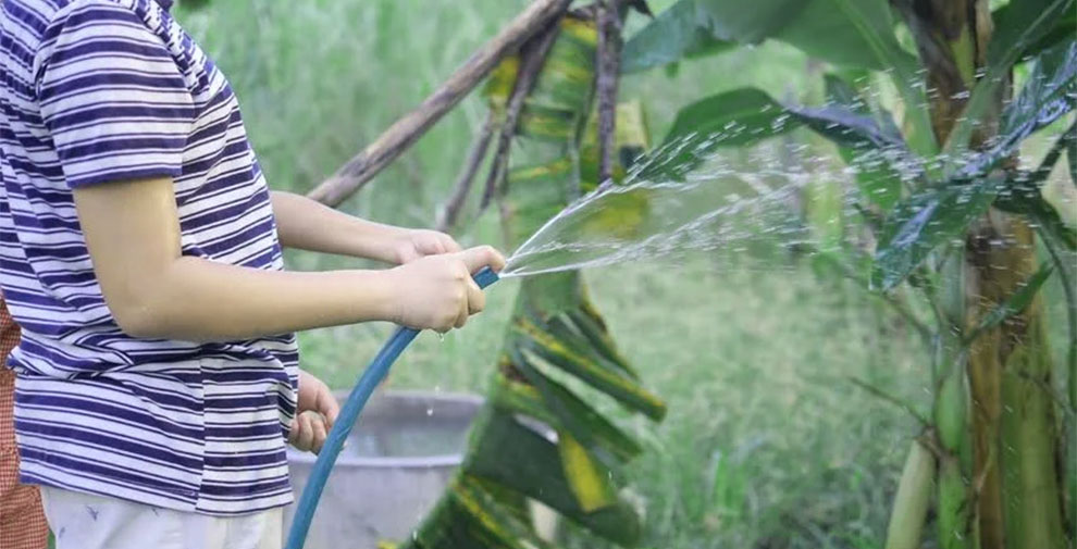 How Fast Do Banana Trees Grow + Quick Growth Tips EmbraceGardening