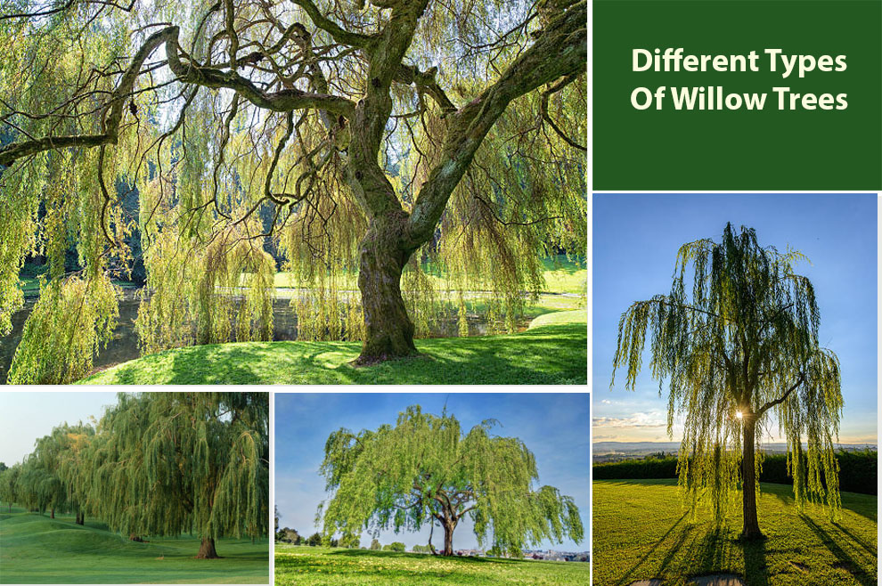 Different Types Of Willow Trees (Variety Features & More