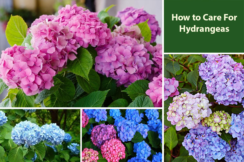 Hydrangeas Care How To Take Care of Hydrangeas & Maintain Them