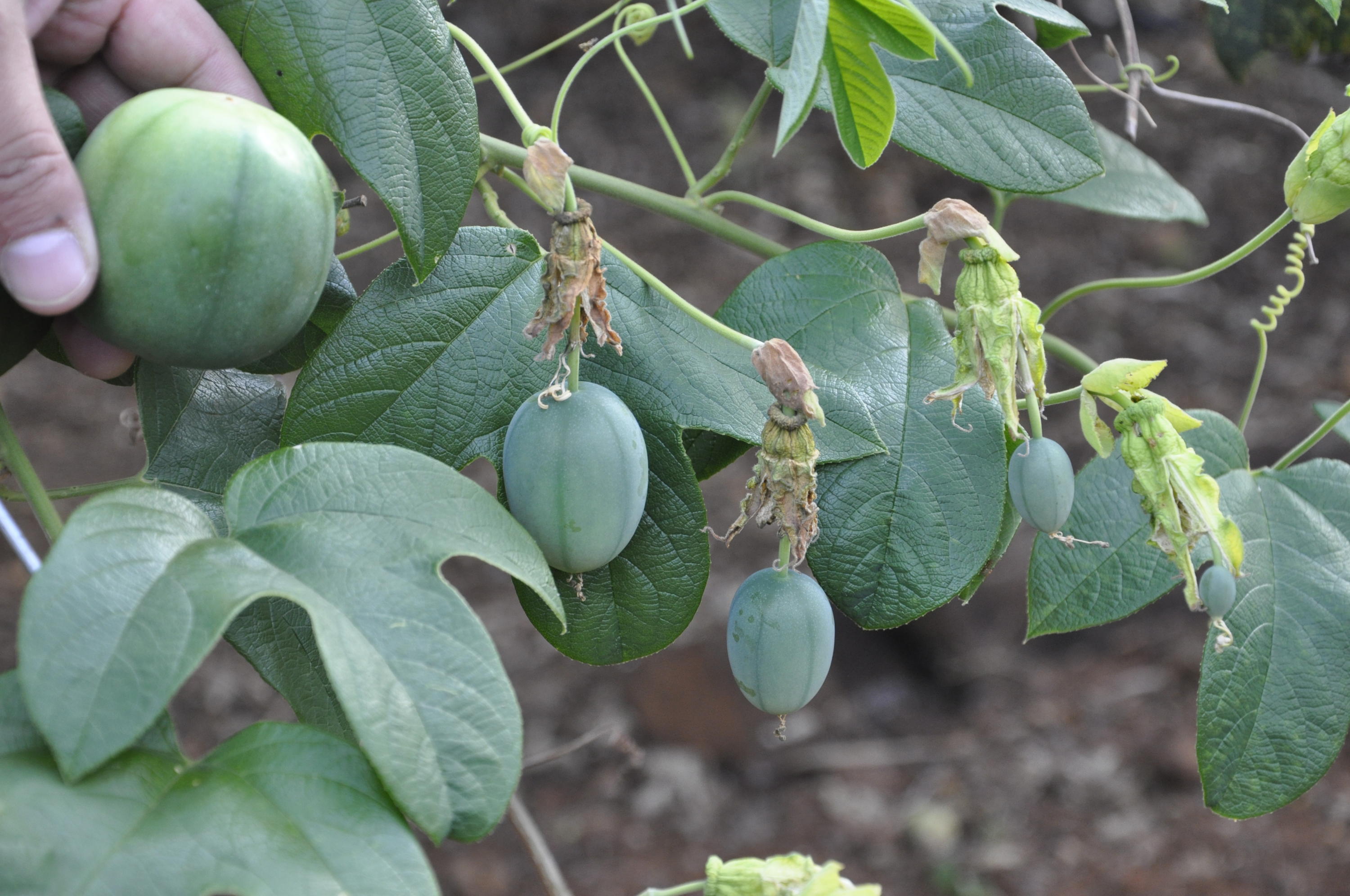 Maracujá BRS Pérola do Cerrado (BRS PC) Portal Embrapa