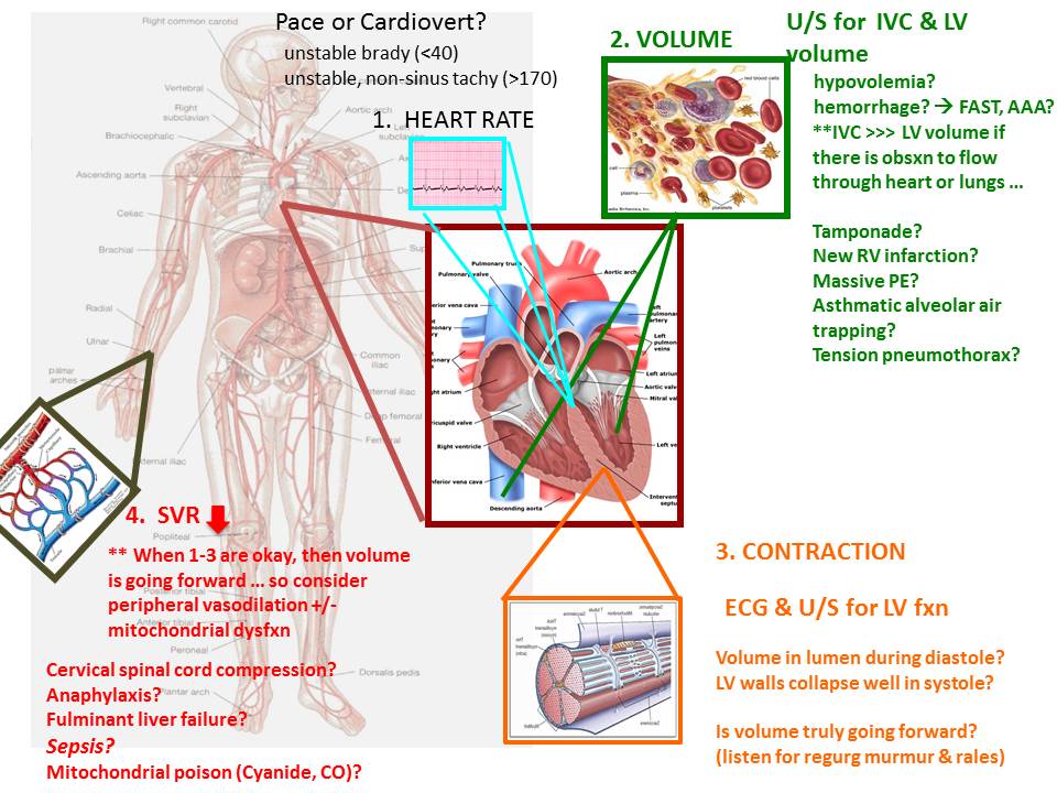 Emergency Medicine EducationThe Hypotensive ED Patient A