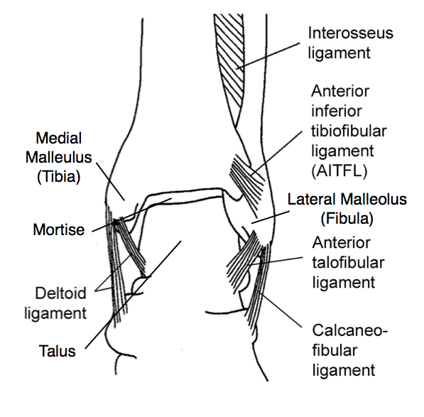 Emergency Medicine EducationCORE EM Ankle Stress Views