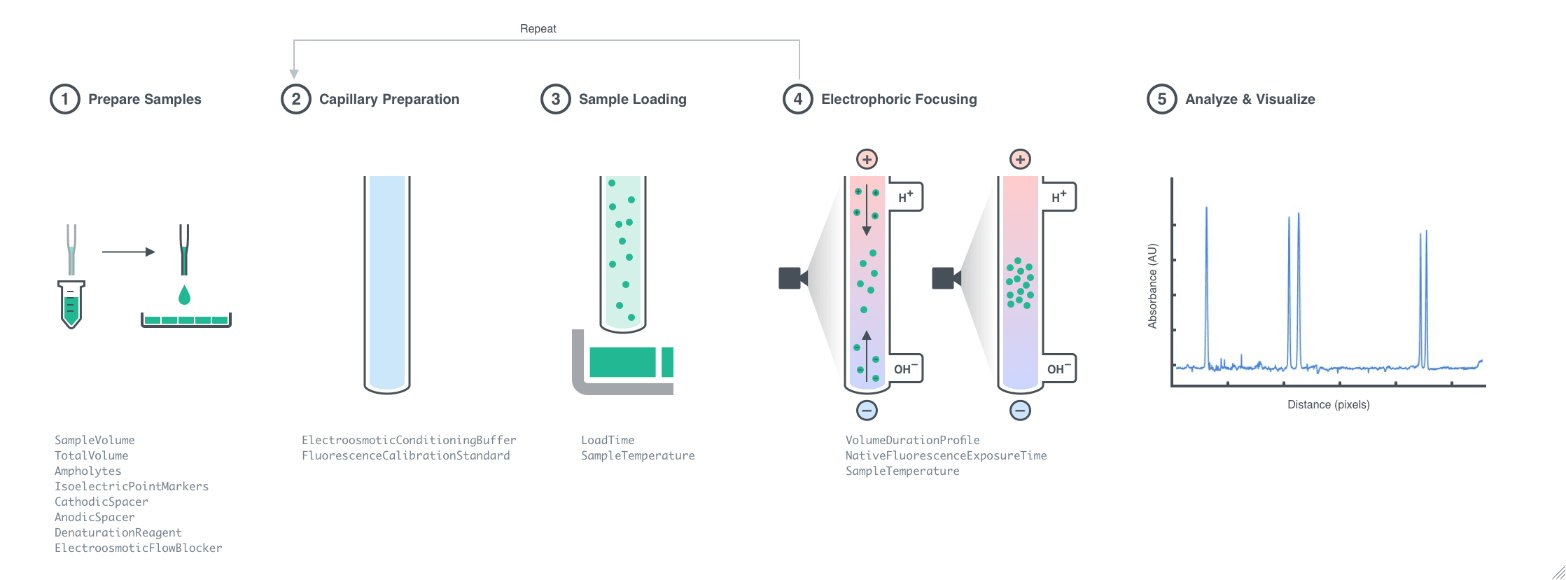 ExperimentCapillaryIsoelectricFocusing Documentation