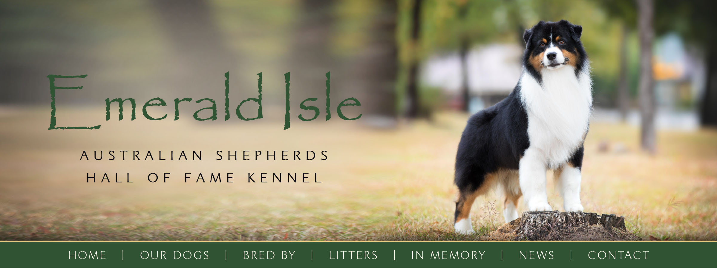 Does Emerald Isle Allow Dogs