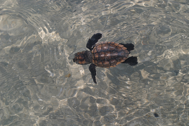 Sea Turtle Nesting Season on North Carolina's Crystal Coast
