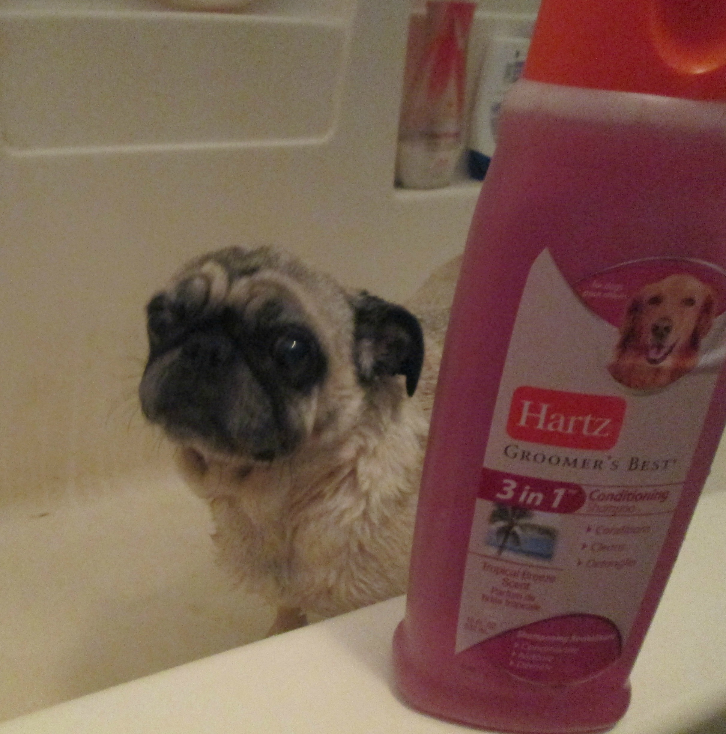 Hartz Dog Toys & Shampoo Review Emily Reviews