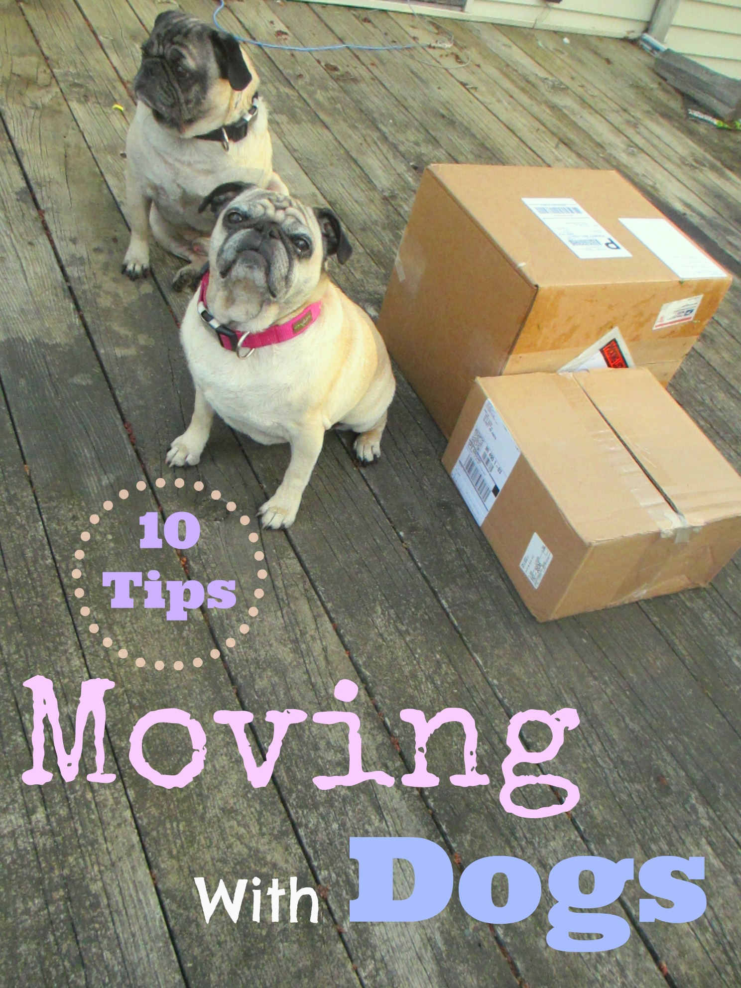 10 Tips For Moving With Dogs Emily Reviews