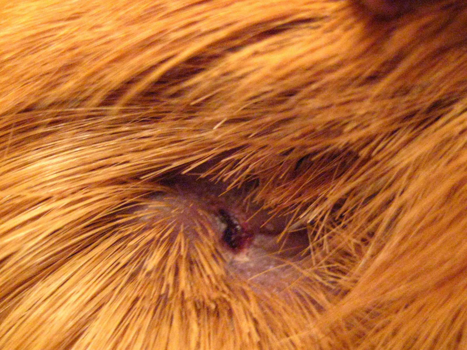 Guinea Pig Abscess Huge Lump Appeared Overnight