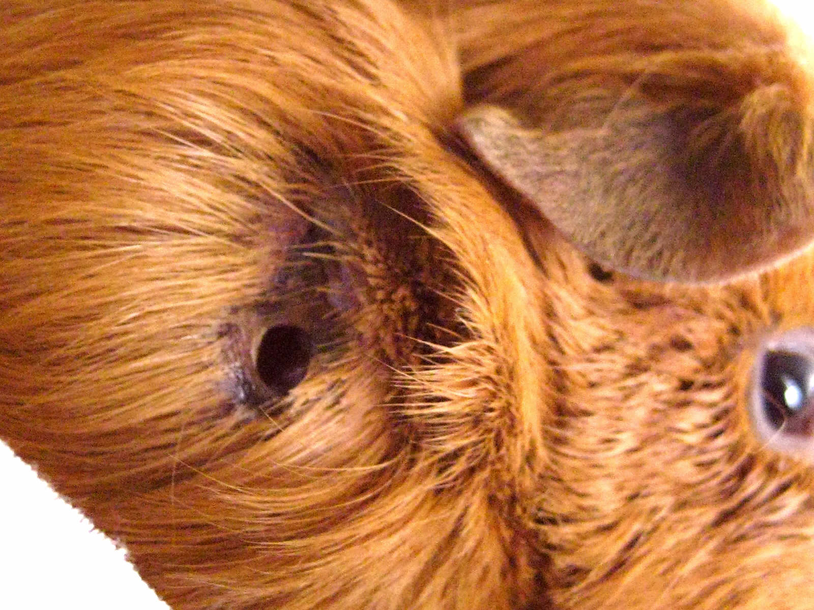 Guinea Pig Abscess Huge Lump Appeared Overnight