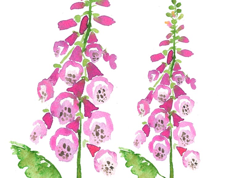 How to Paint a Foxglove in Watercolour Step by Step Emily Wassell