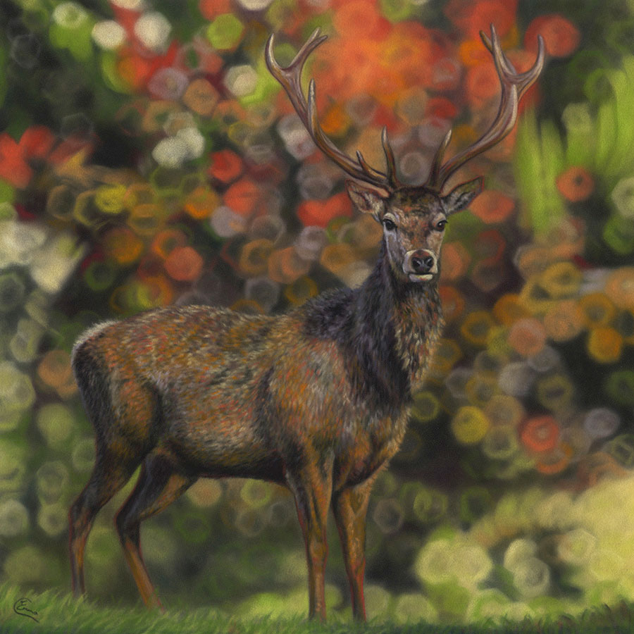 Wildlife Portraits Portfolio Emma Colbert Art, Northern Ireland Artist and illustrator