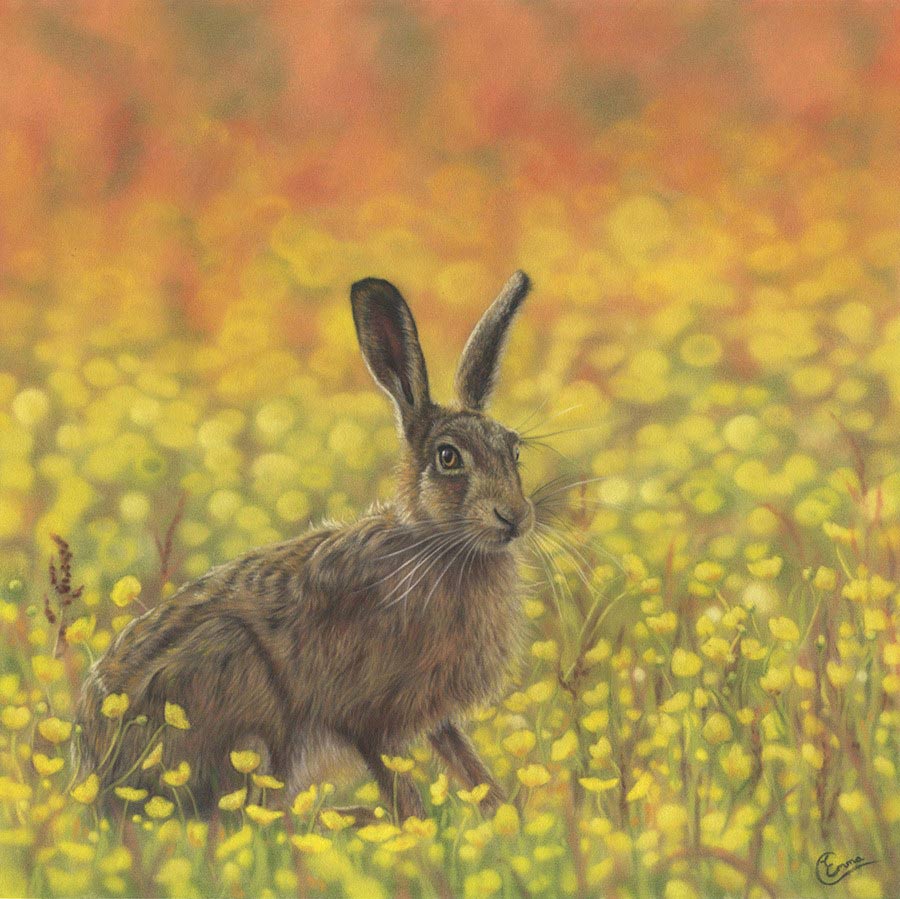 Wildlife Portraits Portfolio Emma Colbert Art, Northern Ireland Artist and illustrator