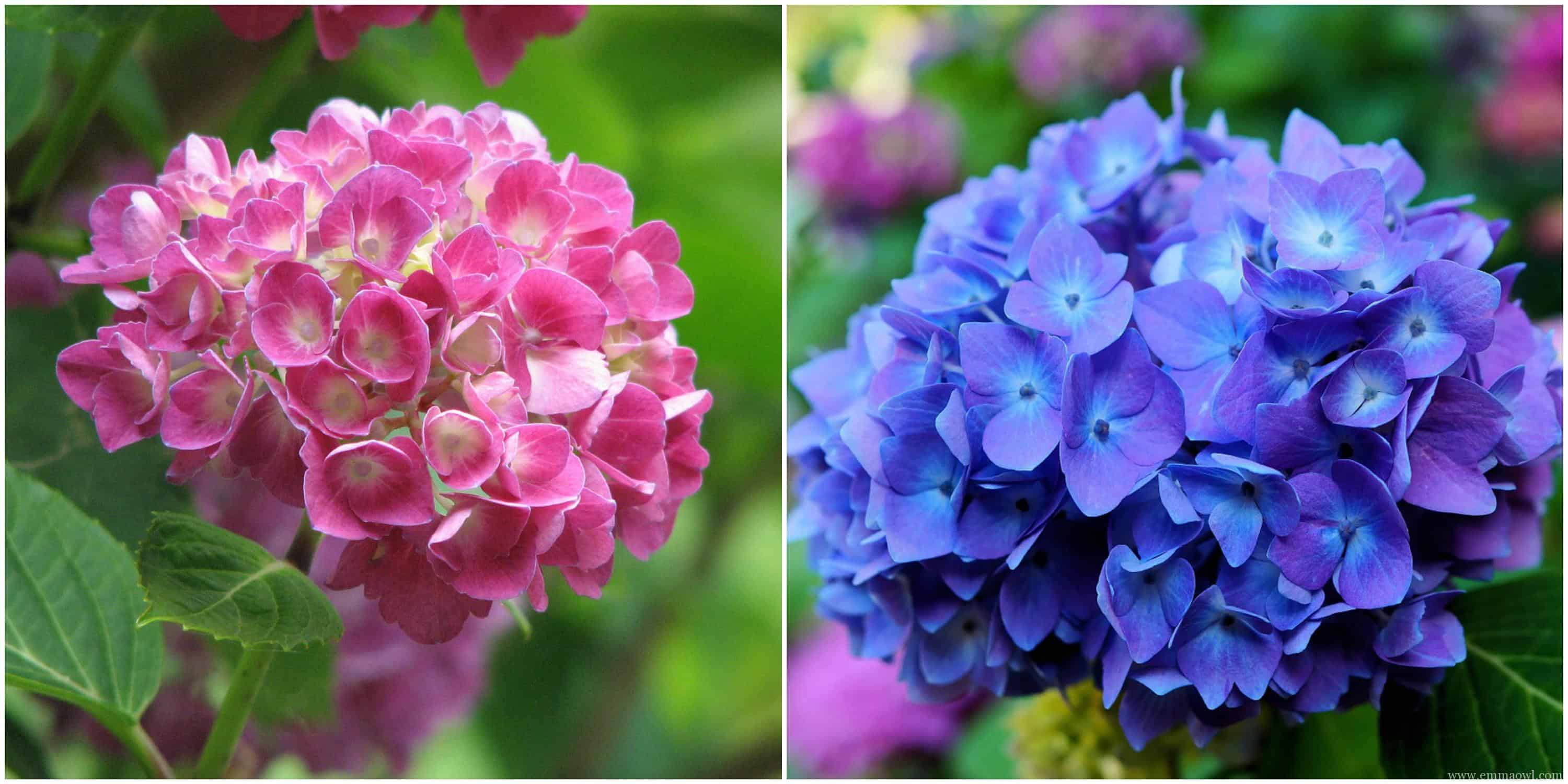Bubble Blowing Painted Hydrangea Emma Owl