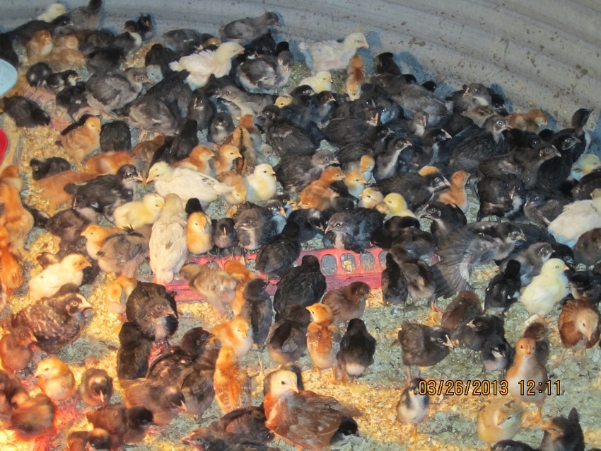 East Texas Baby Chicks For Sale Chickens for Sale