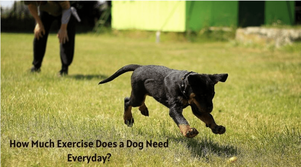 How Much Exercise Does a Dog Need Everyday?